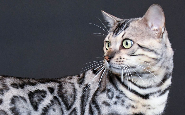 Silver Bengal Kittens for Sale